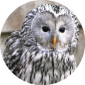 Avatar du membre